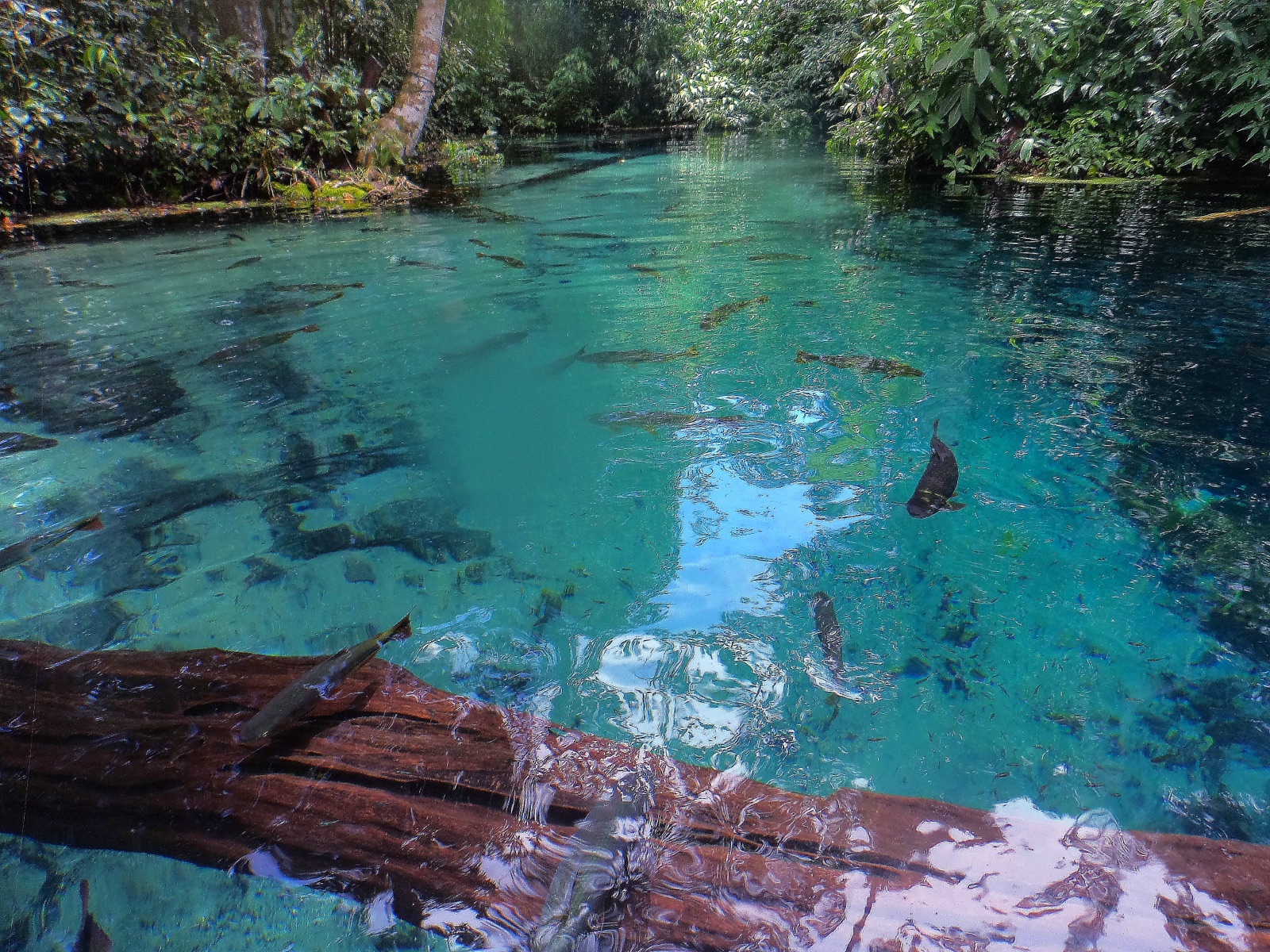 Turquoise, transparent water of the Aquário Encantado spring in Nobres, with fish and a fallen trunk