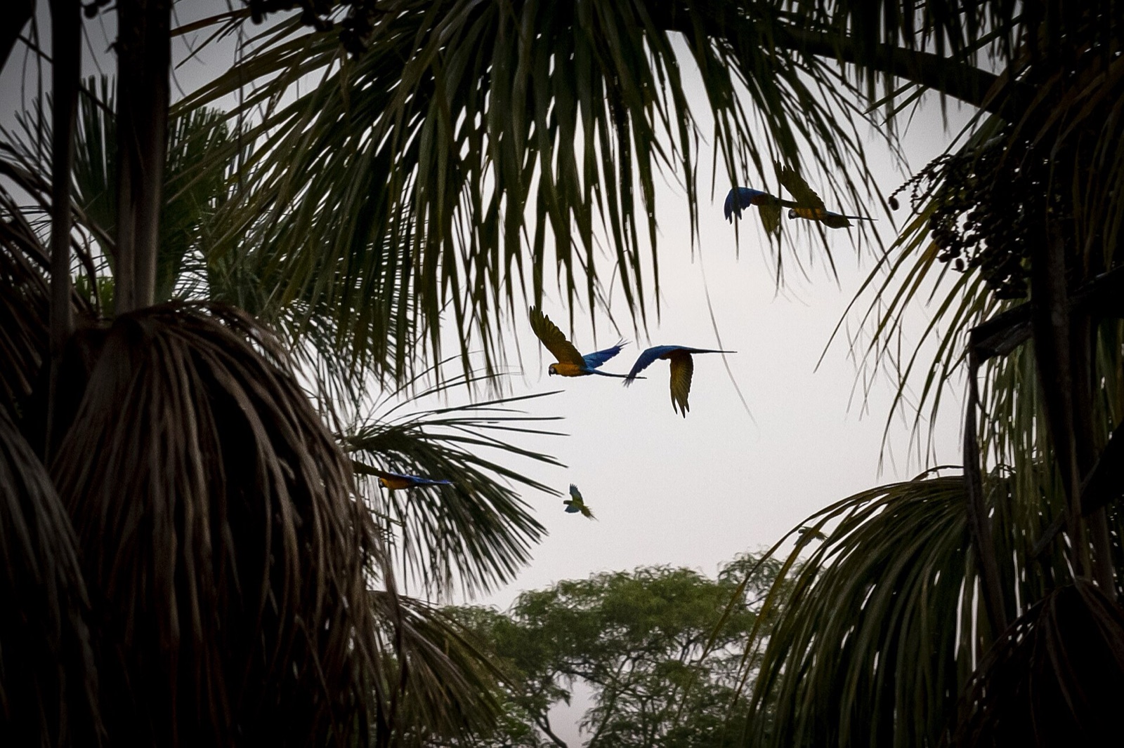 Blue-and-yellow macaws flying between buriti palms at the Lagoa das Araras, in Nobres