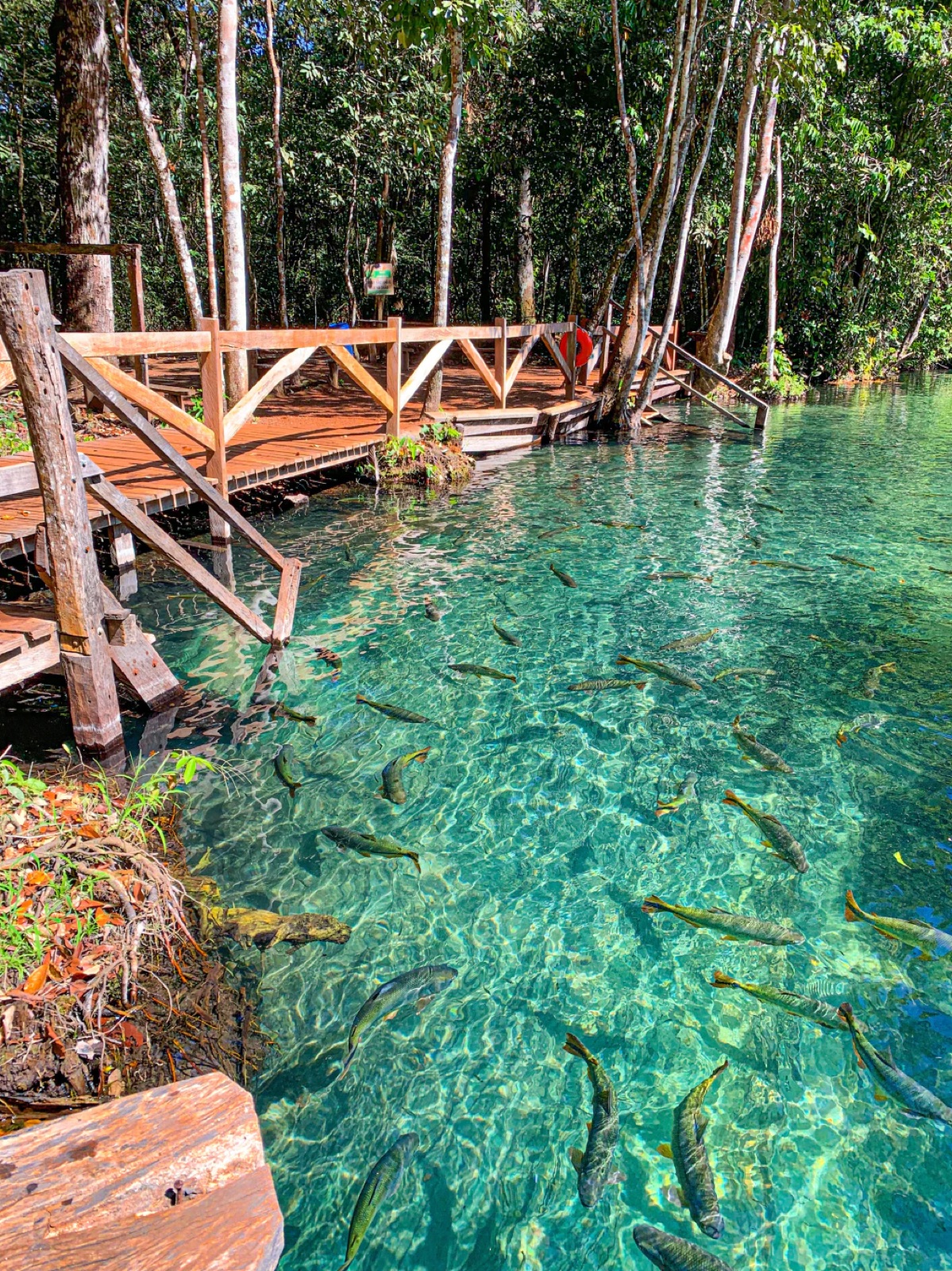 Shoals of fish in the transparent water of a river in Nobres, next to a wooden deck