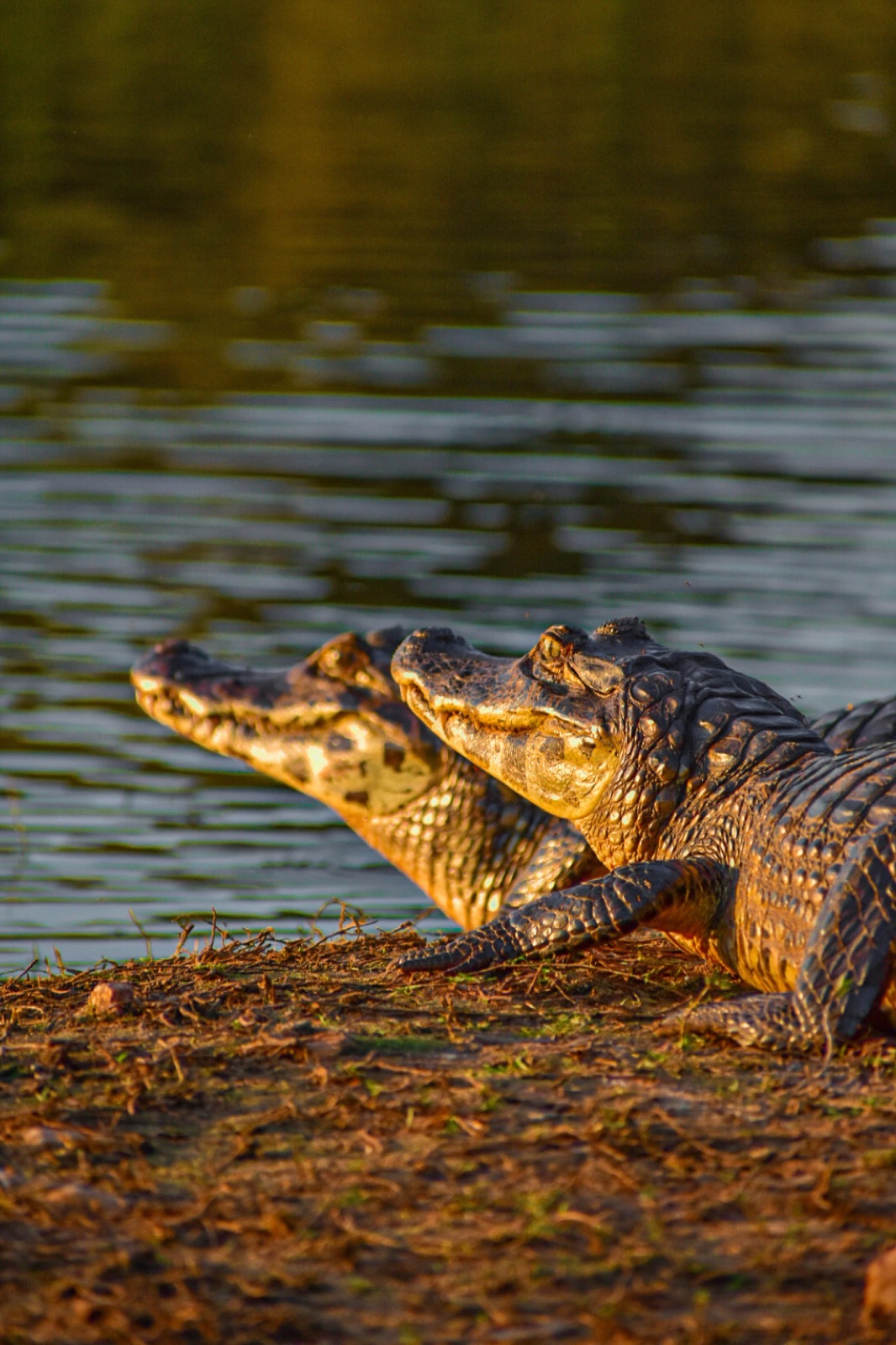 Two caimans resting on a riverbank in the Pantanal