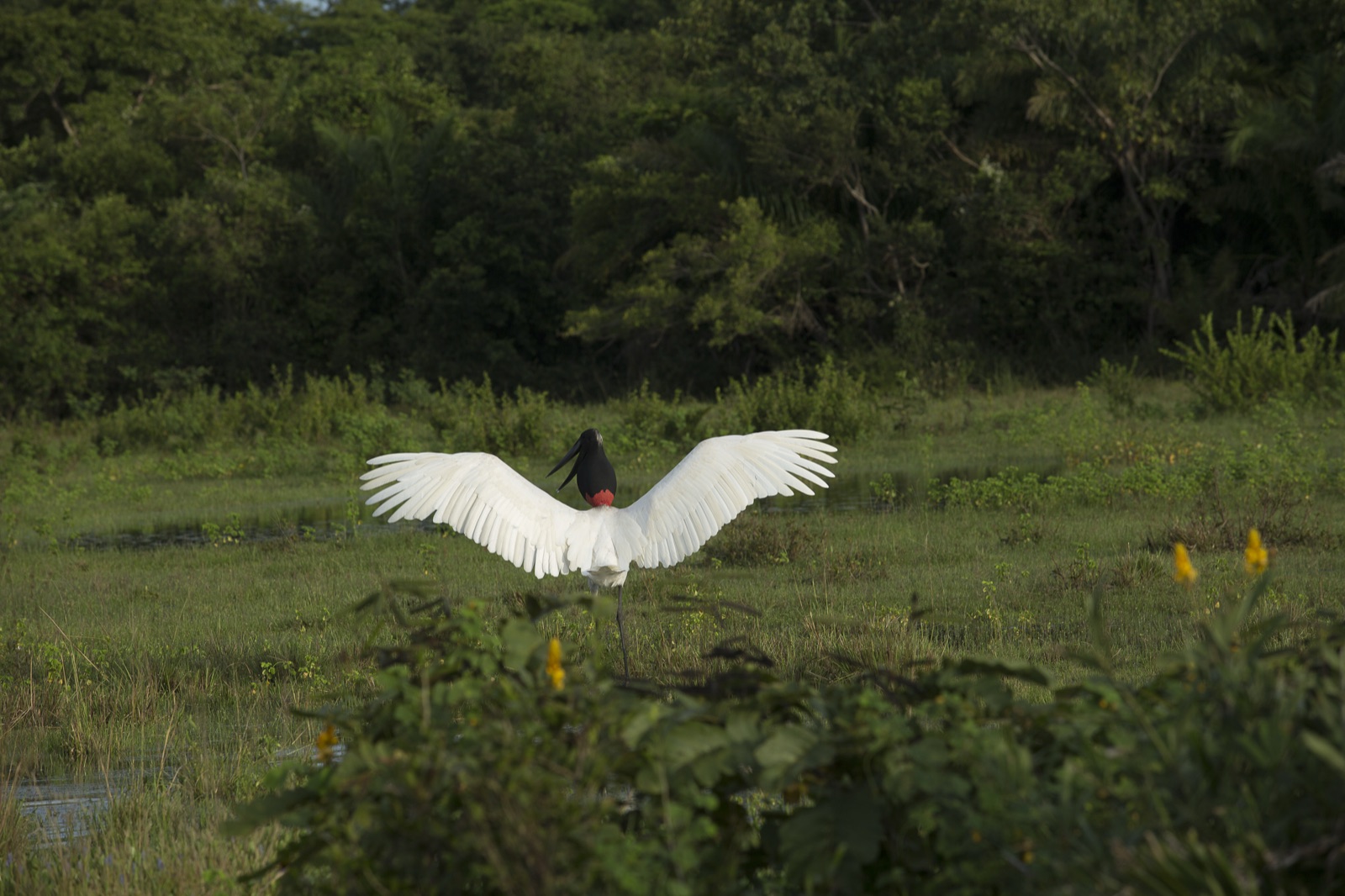 A jabiru stork opening its wings in a wet meadow along the Transpantaneira road